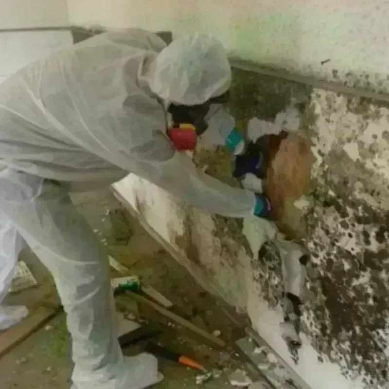 Mold Remediation and Removal in Prairie County, AR